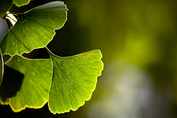 Ginko biloba